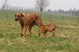 TETER - RHODESIAN RIDGEBACK 164